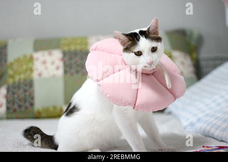 Petit chat bobtail japonais avec col élisabéthain après chirurgie de spay Banque D'Images