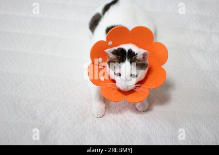 Petit chat bobtail japonais avec col élisabéthain après chirurgie de spay Banque D'Images