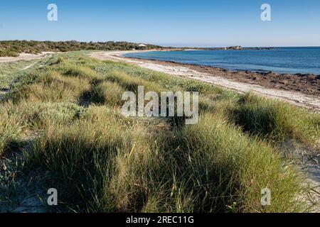 Végétation de dunes, plage es Caragol, commune de Santanyi, Majorque, Iles Baléares, Espagne Banque D'Images