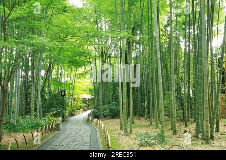 Sources chaudes de Shuzenji Banque D'Images