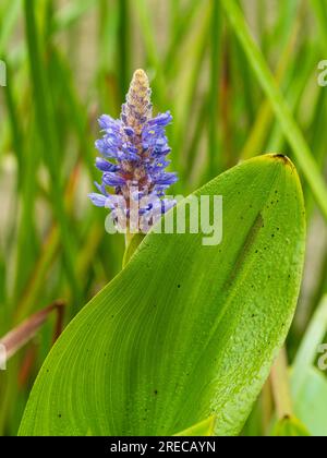 Épi floral et feuillage de l'herbacée aquatique pérenne et marginale, Pontederia cordata Banque D'Images