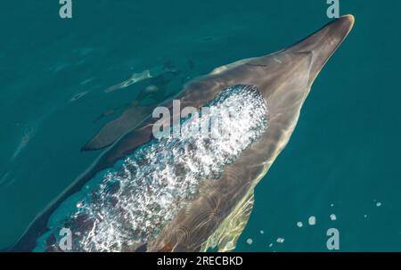 Bulles, gros plan de Bottlenose Dolphin, Kaikoura, Nouvelle-Zélande Banque D'Images