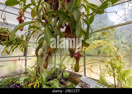 Nepenthes, une plante carnivore tropicale, originaire d'Asie du Sud-est et d'Australie. Banque D'Images