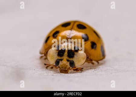 Coccinellidae (coccinellidae) sur une serviette en papier blanche Banque D'Images