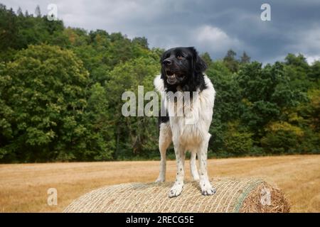 Chien heureux debout sur le dessus d'une grande balle de paille dans le champ. Mignon chien de montagne tchèque dans la nature. Banque D'Images