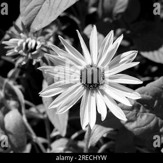 Bascule la table des matières Rudbeckia fulgida Banque D'Images