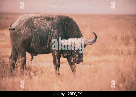 Broutage de buffles dans le cratère de Ngorongoro Banque D'Images