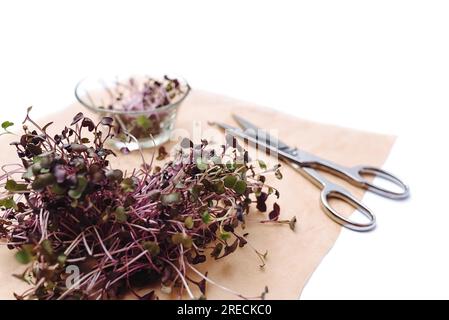 Soft foyer sélectif découpé micro-verts germes de radis et ciseaux en métal et plaque de verre sur papier kraft sur table blanche. Feuilles vertes et tiges violettes. Germination des graines à la maison. Banque D'Images