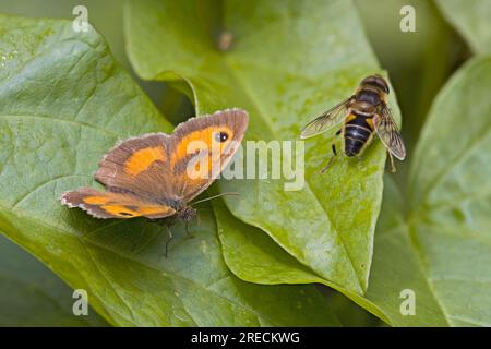 Gatekeeper (Pyronia temporaria) & Tapered Drone Fly (Eristalis pertinax) Norfolk juillet 2023 Stacked Banque D'Images