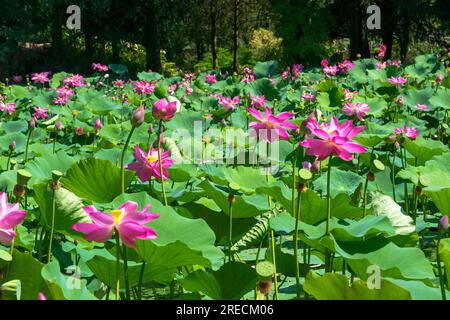 lotus indien (Nelumbo nucifera) fleurissant dans le jardin botanique de l'Université de Szeged, Hongrie Banque D'Images