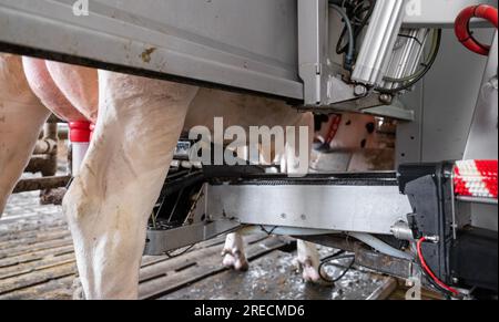 vache en train d'être laitée par un robot de traite sur la ferme en hollande Banque D'Images