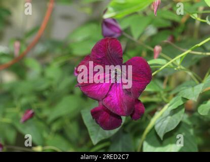 Les fleurs rouge foncé/violet de Clematis 'Royal velourss' Banque D'Images