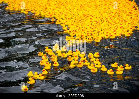 Londres, Royaume-Uni. 27 juillet 2023. Certains des mille canards d’une course caritative de canard en caoutchouc à Merchant Square, dans le bassin de Paddington, collectent des fonds pour l’unité de soins intensifs pédiatriques de l’hôpital St Mary’s par l’intermédiaire de l’organisme caritatif COSMIC (Children of St Mary intensive Care). Chaque canard a été parrainé par un membre du public. Crédit : Stephen Chung / Alamy Live News Banque D'Images