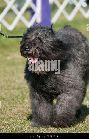 Terrier russe noir avec les cheveux moelleux et la langue dehors Banque D'Images
