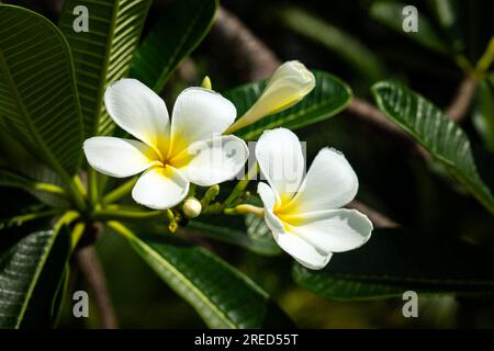 Fleurs frangipani blanches sur un bouquet d'arbre, rayons du soleil. Banque D'Images