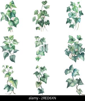 Hedera nepalensis.Aquarelle feuilles de lierre vert isolé sur fond blanc. Illustration peinte à la main Illustration de Vecteur