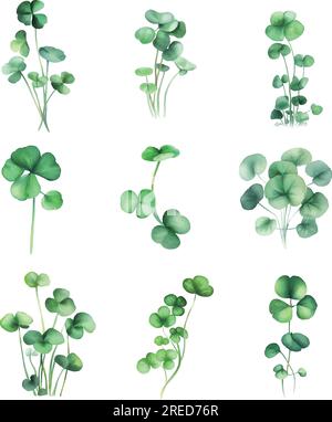Hydrocotyle nepalensis.Aquarelle ensemble de feuilles vertes de trèfle isolé sur fond blanc. Illustration de Vecteur