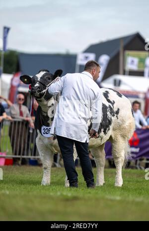 Montrer du bétail au Royal Wells show qui se tient chaque année à Builth Wells, pays de Galles, Royaume-Uni. Banque D'Images