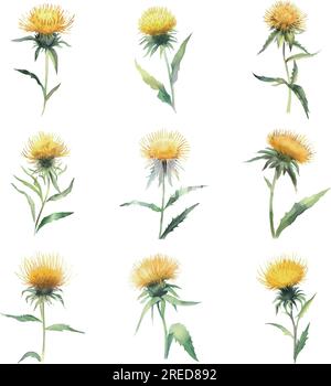 Elecampane.Aquarelle ensemble de fleurs de chardon jaune isolé sur fond blanc. Illustration de Vecteur