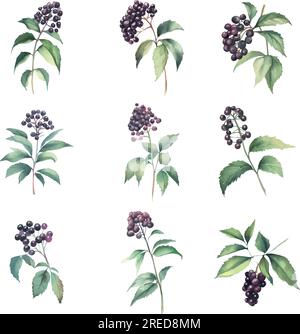 Sureau.Set d'illustrations à l'aquarelle de sureau noir. Illustration dessinée à la main. Illustration de Vecteur