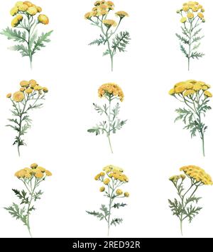 Wild Tansy.Aquarelle illustration dessinée à la main de yarrow jaune. Isolé sur fond blanc. Illustration de Vecteur