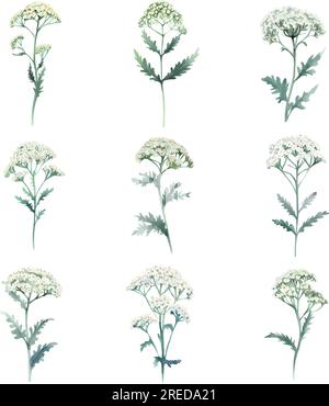 Yarrow.Aquarelle ensemble d'herbes. Illustration dessinée à la main isolée sur fond blanc Illustration de Vecteur