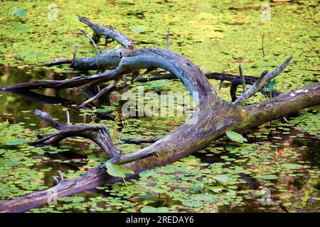 Un arbre tombé se trouve dans l'eau du lac entouré de plantes aquatiques à Bays Mountain Park dans le Tennessee. Banque D'Images