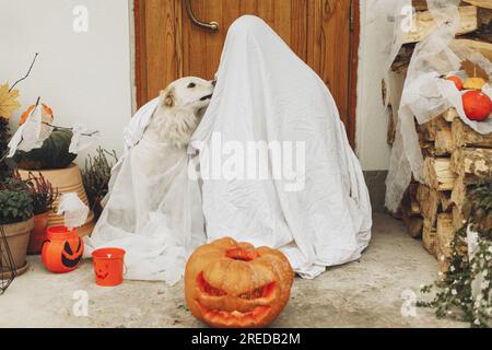 Friandise ou friandise ! Fantôme effrayant et chien mignon devant la maison avec Jack o lanterne citrouille, toile d'araignées et bougies. Propriétaire et chiot habillé comme fantôme à Banque D'Images