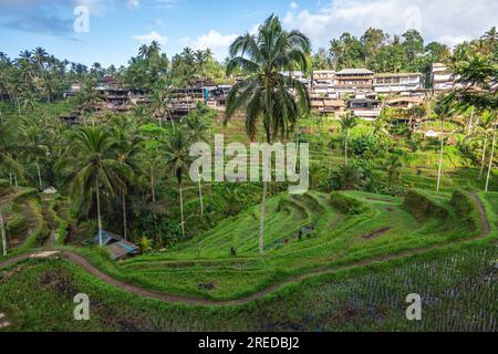 Tegallalang Rice Terrace, une série de rizières arrangées à ubud, bali, indonésie Banque D'Images