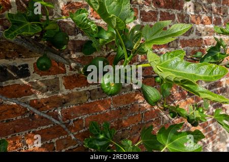 Gros plan de figues plante de figue 'Brown Turkey' fruits poussant contre un mur dans un jardin en été Angleterre Royaume-Uni GB Grande-Bretagne Banque D'Images