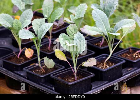 Jeunes plantes de Kale (Cavalo Nero) en pots en attente de plantation. Banque D'Images