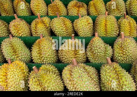 Groupe de durians frais sur le marché du durian. durian sur le comptoir dans le magasin. beaucoup de fruits du fruit royal durian sur le fond.t. récolte Banque D'Images