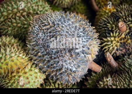 Vue détaillée en gros plan d'un fruit pourri de Durian. Roi des fruits en Asie du Sud-est. Ont une odeur forte et la croûte couverte d'épines. Focalisation sélective sur le foregro Banque D'Images