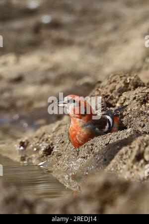 Crossbill à deux barreaux (Loxia leucoptera) mâle de la deuxième année de calandre au trou d'eau Lynford Arboretum, Norfolk, Royaume-Uni. Avril Banque D'Images