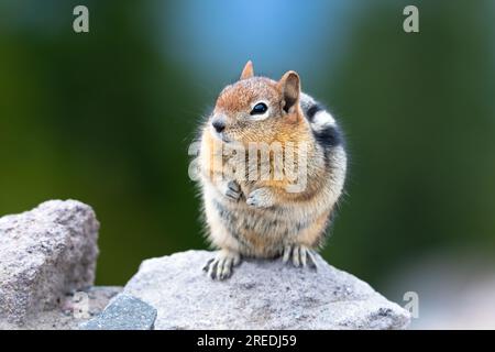 Mignon petit écureuil dans le parc national de Crater Lake assis sur un rocher attendant de la nourriture. Banque D'Images