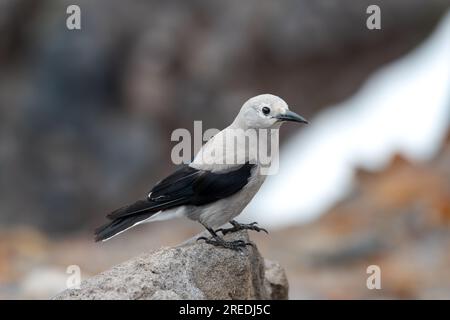 Un casse-noisette Clark debout sur un rocher dans son habitat naturel. Banque D'Images