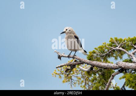 Clark's Nutcracker, un grand oiseau gris perché sur une branche du parc national de Crater Lake en Oregon. Banque D'Images