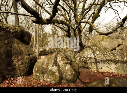 Les rochers grimpants rochers et arbres dans la forêt d'escalade et de blocs de Fontainebleau près de Paris en France Banque D'Images