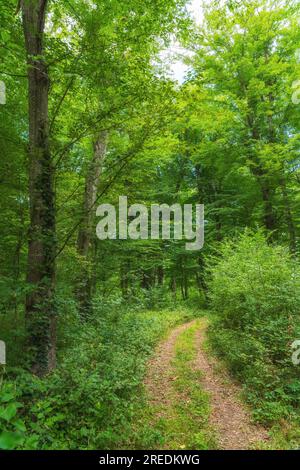 Chemin de terre dans une forêt verte dense Banque D'Images