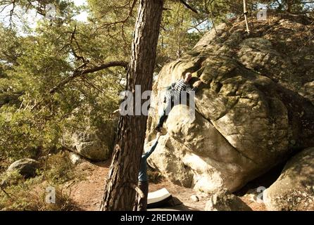 Les rochers grimpants rochers et arbres dans la forêt d'escalade et de blocs de Fontainebleau près de Paris en France Banque D'Images