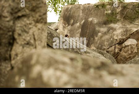 Un grimpeur au loin à l'escalade rochers rochers et arbres dans la forêt d'escalade et de blocs de Fontainebleau près de Paris en France Banque D'Images