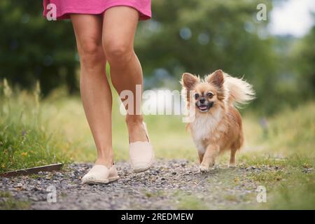 Femme avec chien dans le parc public. Focalisation sélective sur Happy chihuahua tout en marchant avec son propriétaire d'animal de compagnie. Banque D'Images