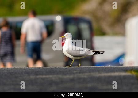 Mouette commune marchant sur une place de parking à Å i Lofoten, Norvège Banque D'Images