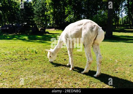 Alpaga blanc mangeant de l'herbe sur la pelouse en été par une journée ensoleillée Banque D'Images