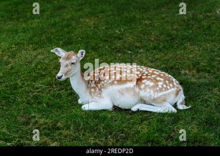 Daim femelle tacheté rouge et blanc couché sur l'herbe Banque D'Images