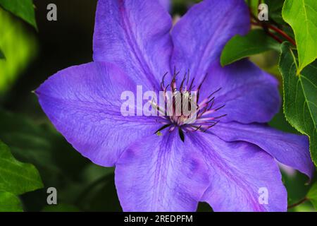Gros plan macro d'une clématite violette dans un jardin. Faible profondeur de champ Banque D'Images
