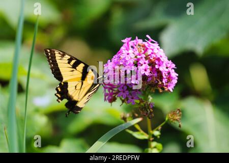 Plan rapproché moyen d'un papillon à queue d'aronde sur une plante de phlox rose/violet. Faible profondeur de champ Banque D'Images