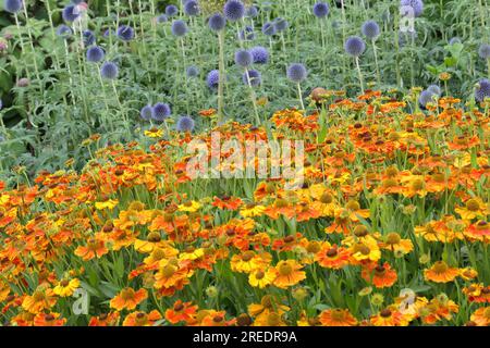 Gros plan des plantes herbacées vivaces de jardin helenium Waltraut et Echinops barnaticus bleu vu dans la longue bordure fleurie d'été. Banque D'Images