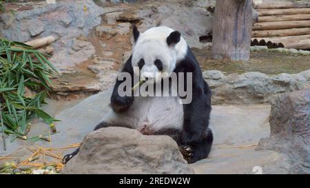 Mignon Lazy Panda dans un parc mangeant du bambou. Banque D'Images