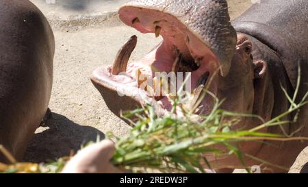 POV Traveler nourrit hippopotames dans la nature. Banque D'Images